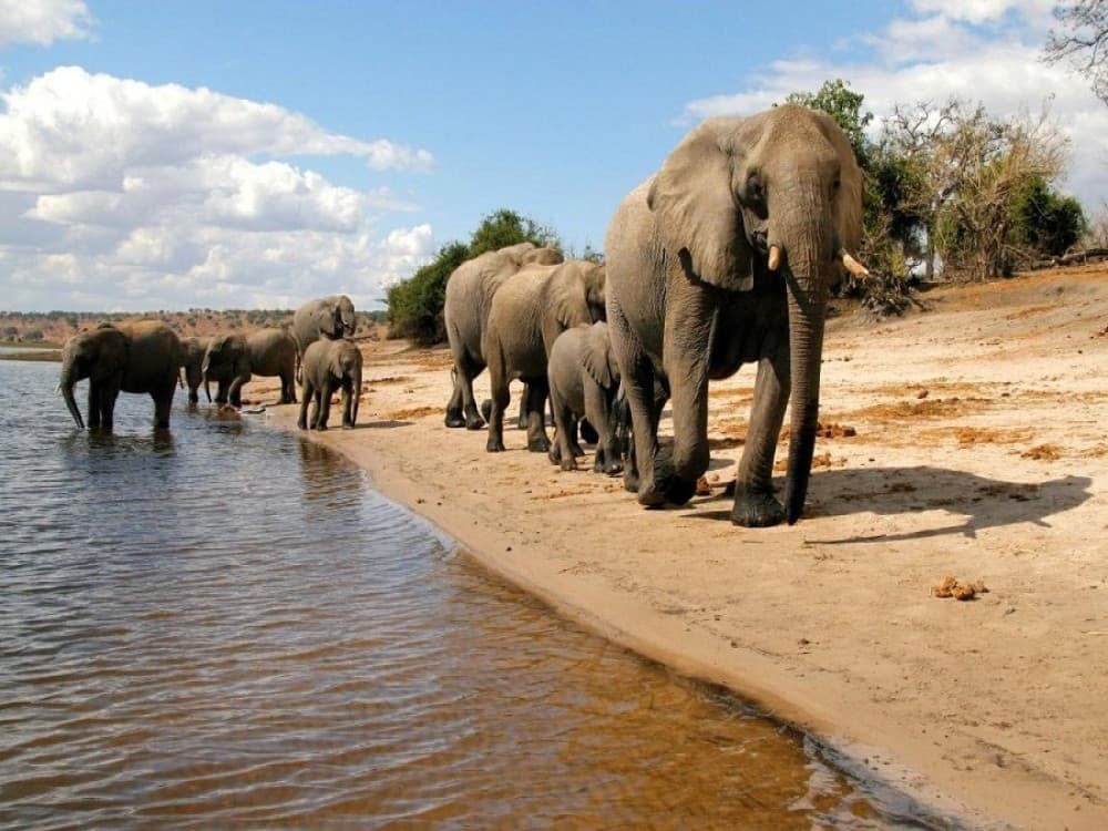 Kasane: The Best Wildlife Safaris Around Kasane | ®ExcursionMania