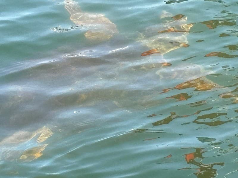 Marmaris: Dalyan Turtle Beach Tour with Mud Bath & Lunch | ®ExcursionMania