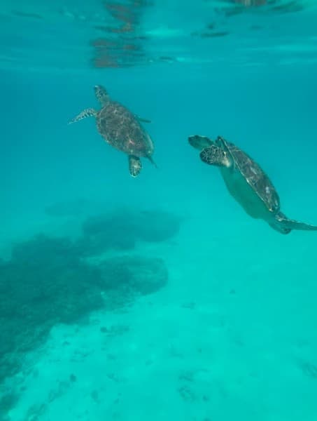Muscat: Daymaniat Islands Snorkeling Trip | ®ExcursionMania
