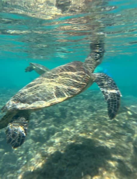 Muscat: Daymaniat Islands Snorkeling Trip | ®ExcursionMania