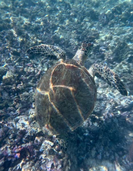 Muscat: Daymaniat Islands Snorkeling Trip | ®ExcursionMania