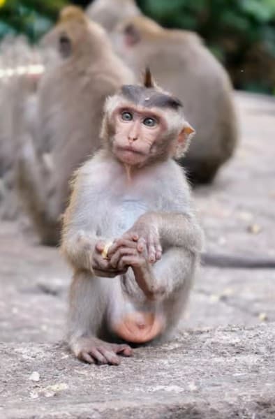 Ubud: All-Inclusive Tour with Optional Lunch | ®ExcursionMania - Image 2