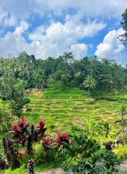 Ubud: All-Inclusive Tour with Optional Lunch | ®ExcursionMania - Image 3