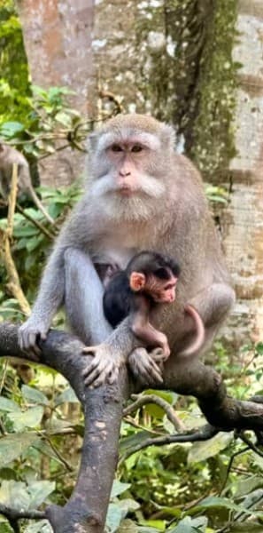 Ubud: All-Inclusive Tour with Optional Lunch | ®ExcursionMania