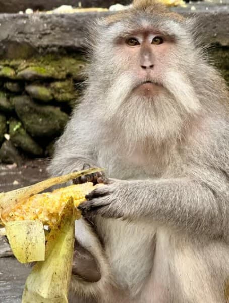 Ubud: All-Inclusive Tour with Optional Lunch | ®ExcursionMania