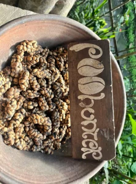 Ubud: All-Inclusive Tour with Optional Lunch | ®ExcursionMania