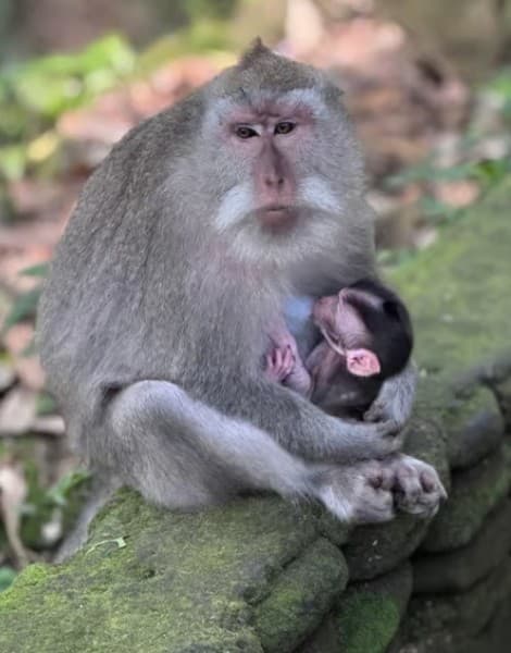 Ubud: All-Inclusive Tour with Optional Lunch | ®ExcursionMania