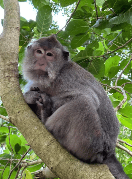 Ubud: Sacred Monkey Forest Sanctuary Ticket and Guided Tour | ®ExcursionMania - Image 1