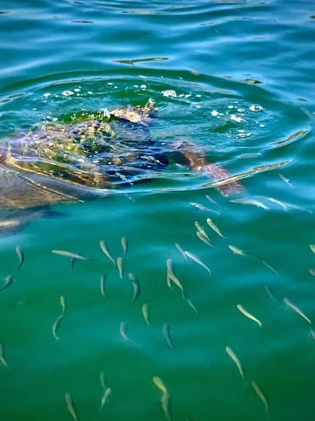 Bodrum Dalyan Tour With River Cruise & Mud Baths | ®ExcursionMania - Image 2