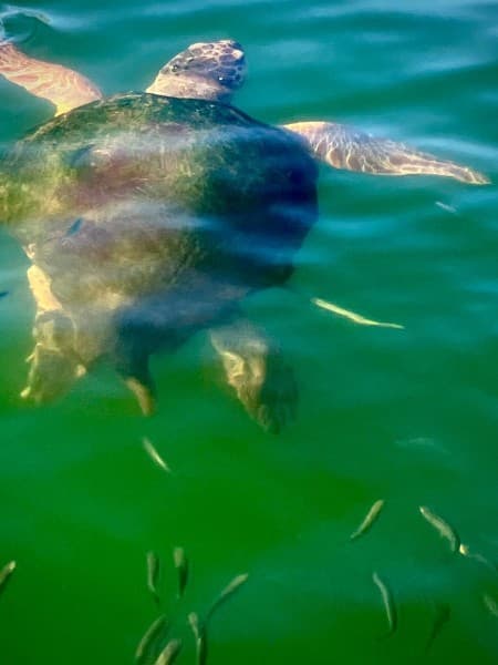 Bodrum Dalyan Tour With River Cruise & Mud Baths | ®ExcursionMania - Image 4