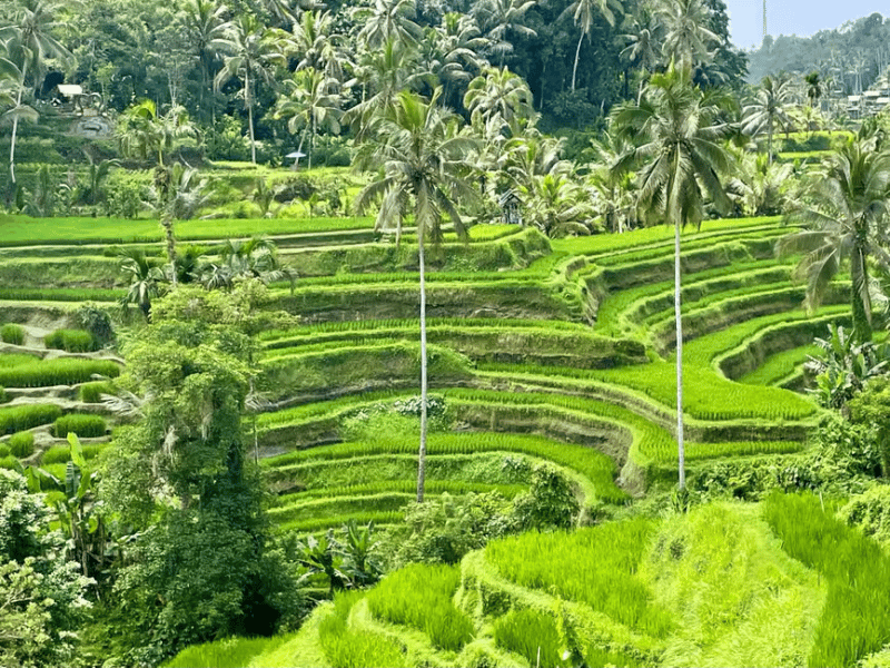 Bali: Customized Private Car Charter with Optional Guide | ®ExcursionMania