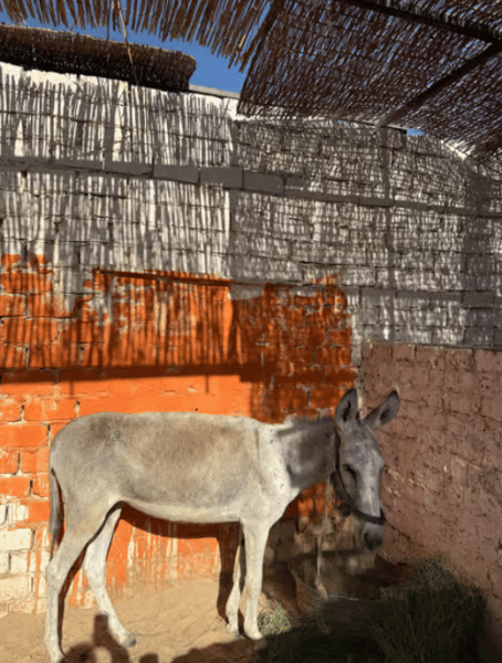 Hurghada: Desert & Sea Horse Riding Tour W/Optional Swimming | ®ExcursionMania