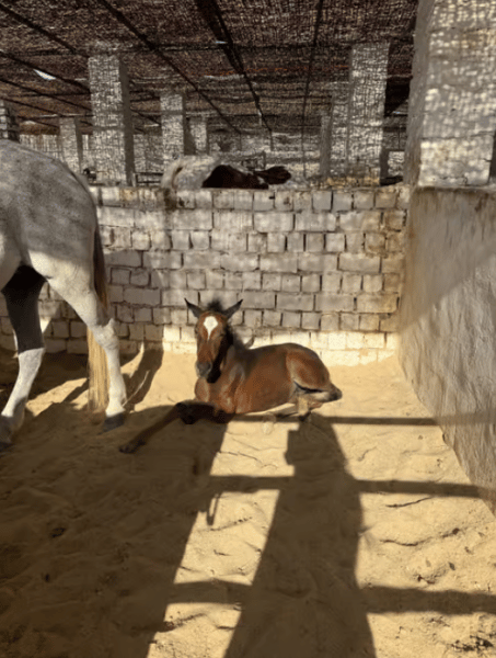 Hurghada: Desert & Sea Horse Riding Tour W/Optional Swimming | ®ExcursionMania