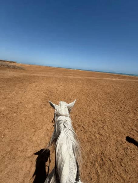 Hurghada: Desert & Sea Horse Riding Tour W/Optional Swimming | ®ExcursionMania