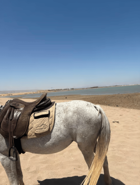 Hurghada: Desert & Sea Horse Riding Tour W/Optional Swimming | ®ExcursionMania