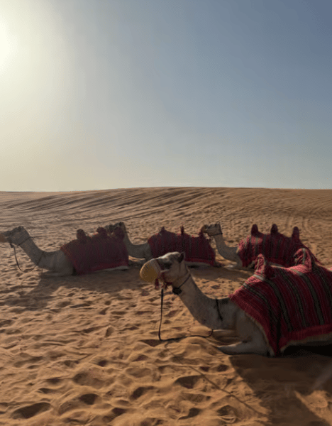 Dubai: Adventure Quad Bike Safari, Camel Ride & Refreshments | ®ExcursionMania - Image 4