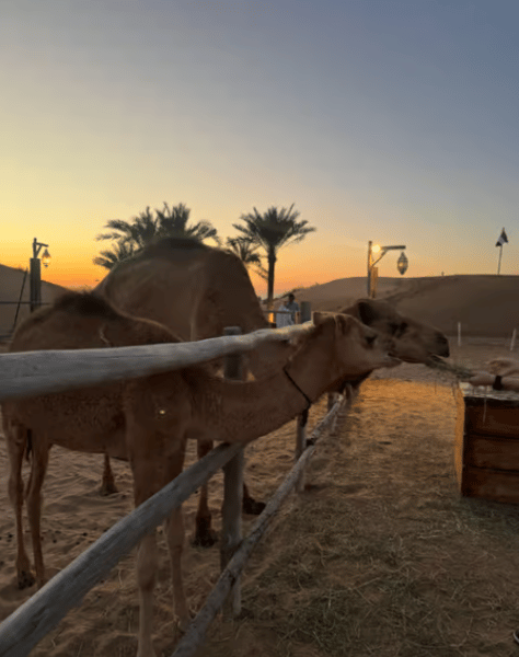 Dubai: Adventure Quad Bike Safari, Camel Ride & Refreshments | ®ExcursionMania