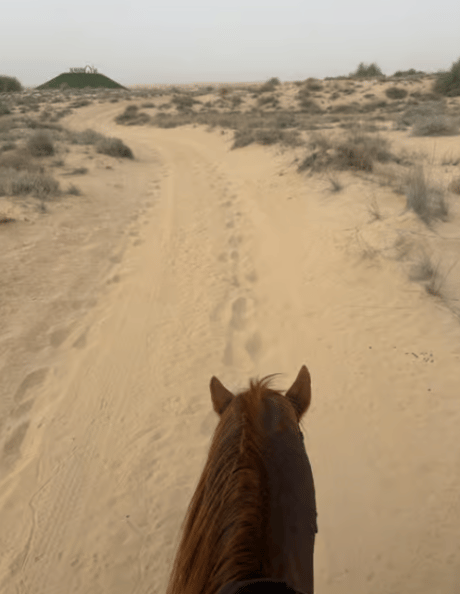 Dubai: Al Marmoom Oasis Horse Riding Experience with Snack | ®ExcursionMania - Image 1