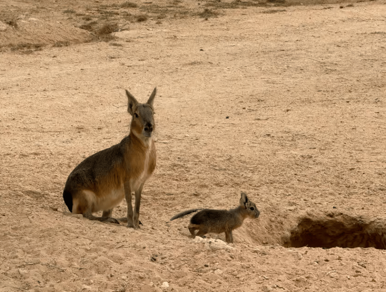 Dubai: Heritage Safari, Camel Ride & Al Marmoom Oasis Dinner | ®ExcursionMania