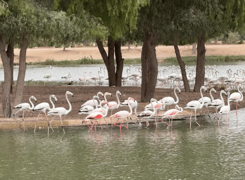 Dubai: Heritage Safari, Camel Ride & Al Marmoom Oasis Dinner | ®ExcursionMania