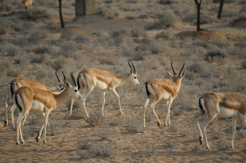 Dubai: Heritage Safari, Camel Ride & Al Marmoom Oasis Dinner | ®ExcursionMania