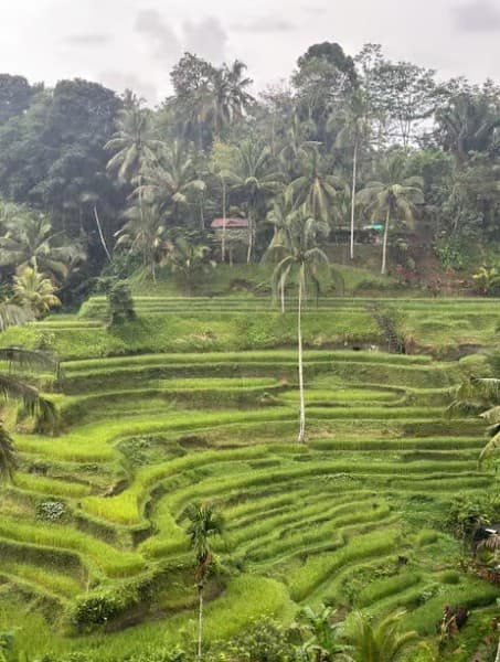 Bali: Swing with Falls Rice Terrace & Monkey Forest Option | ®ExcursionMania