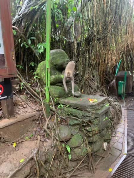 From Bali: Saraswati Temple Monkey Forest Ubud Waterfalls | ®ExcursionMania