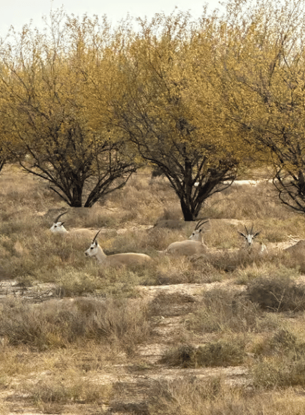 Dubai: Al Marmoom Oasis Safari, Animal Spotting & Breakfast | ®ExcursionMania - Image 1
