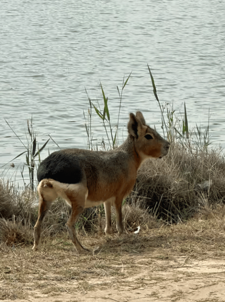 Dubai: Al Marmoom Oasis Safari, Animal Spotting & Breakfast | ®ExcursionMania - Image 2