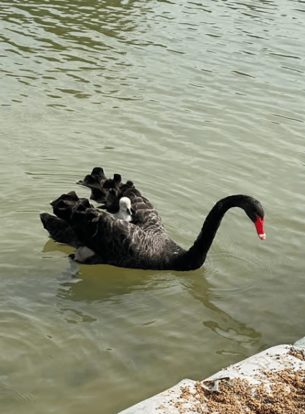 Dubai: Al Marmoom Oasis Safari, Animal Spotting & Breakfast | ®ExcursionMania - Image 3