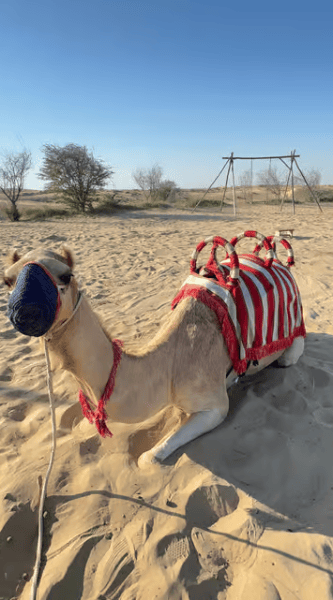 Dubai: Al Marmoom Oasis Safari, Animal Spotting & Breakfast | ®ExcursionMania
