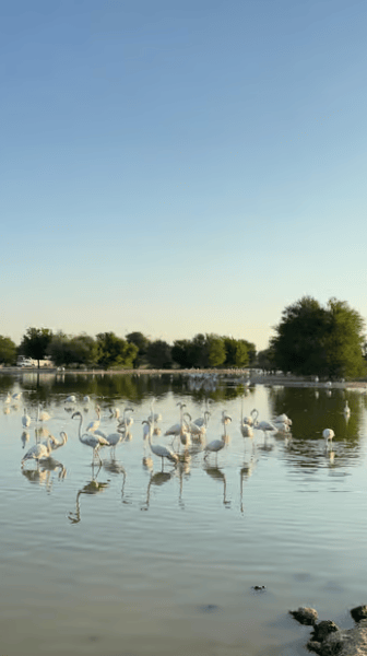 Dubai: Al Marmoom Oasis Safari, Animal Spotting & Breakfast | ®ExcursionMania