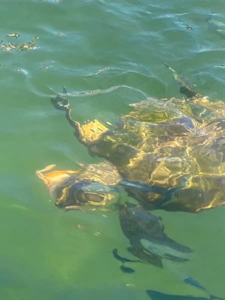 Marmaris Dalyan Turtle Beach Tour By Boat Barkas | ®ExcursionMania - Image 2