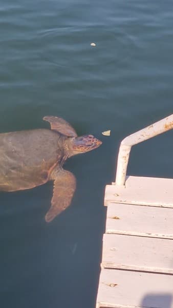 Marmaris Dalyan Turtle Beach Tour By Boat Barkas | ®ExcursionMania - Image 4
