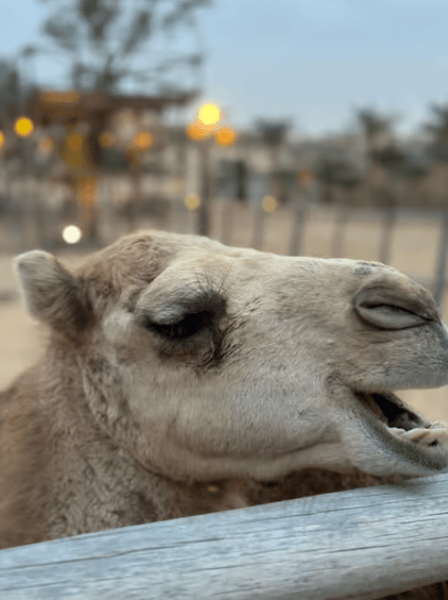 Dubai City Tour and Evening Desert Safari Combo | ®ExcursionMania - Image 3