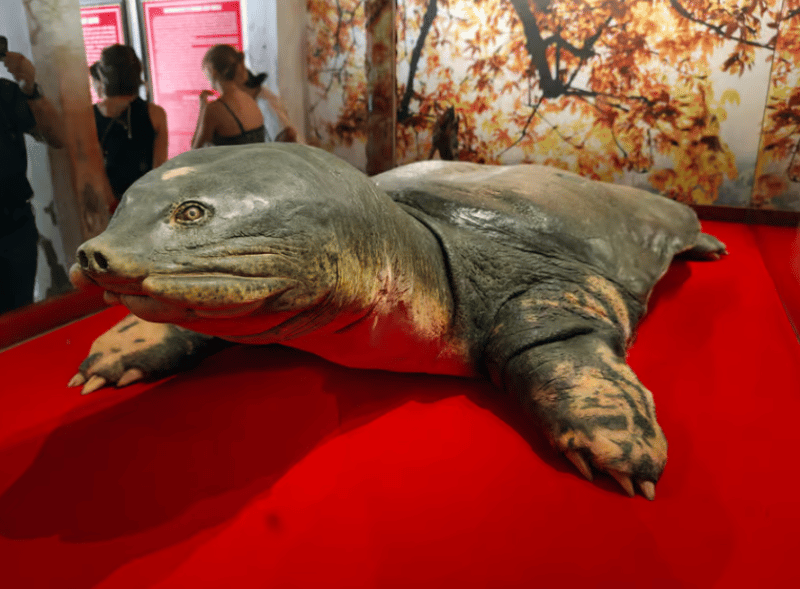 Cyclo Hanoi Old Quarter And Egg Coffee Tour | ®ExcursionMania