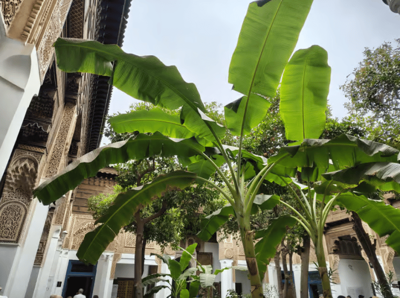 Marrakech: Customized Guided Walking Tour | ®ExcursionMania - Image 2