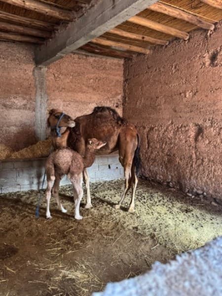 Agafay desert & Atlas Mountains full day tour from Marrakech | ®ExcursionMania