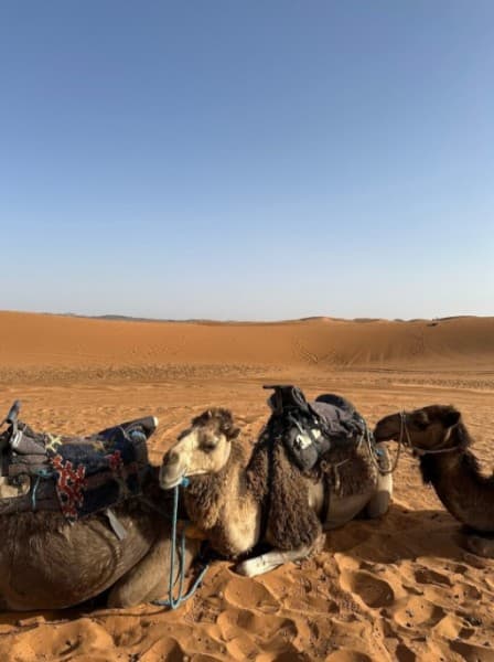 Marrakech to Fes: 3 Days Tour via Merzouga Desert & Camel Trek | ®ExcursionMania - Image 2
