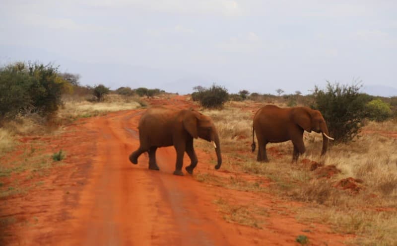 From Mombasa: Tsavo National Park Full-Day Group Trip | ®ExcursionMania - Image 1