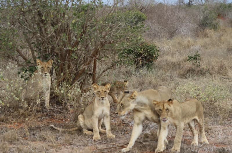 From Mombasa: Tsavo National Park Full-Day Group Trip | ®ExcursionMania - Image 2