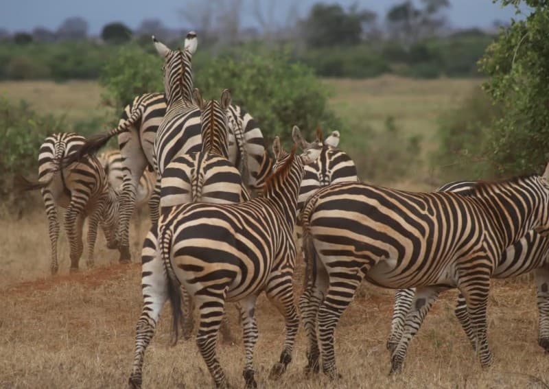 From Mombasa: Tsavo National Park Full-Day Group Trip | ®ExcursionMania - Image 3