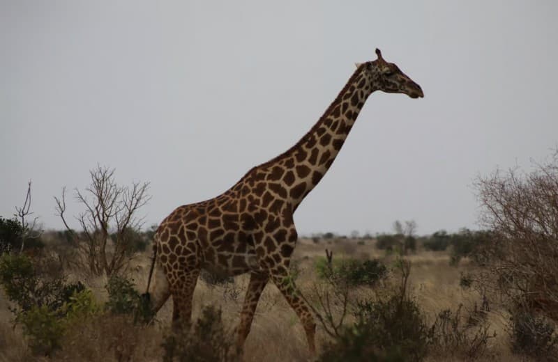 From Mombasa: Tsavo National Park Full-Day Group Trip | ®ExcursionMania - Image 4