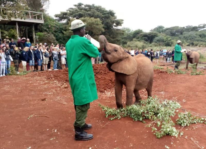 Nairobi: Private Elephant Orphanage Tour | ®ExcursionMania - Image 1