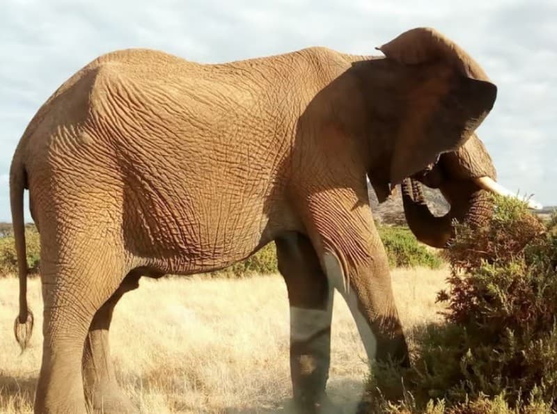 Nairobi: Private Elephant Orphanage Tour | ®ExcursionMania - Image 2