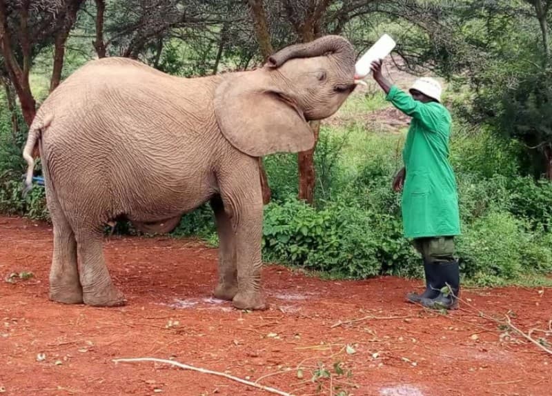 Nairobi: Private Elephant Orphanage Tour | ®ExcursionMania - Image 3