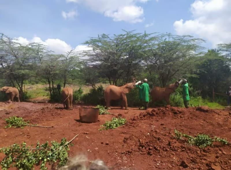 Nairobi: Private Elephant Orphanage Tour | ®ExcursionMania - Image 4