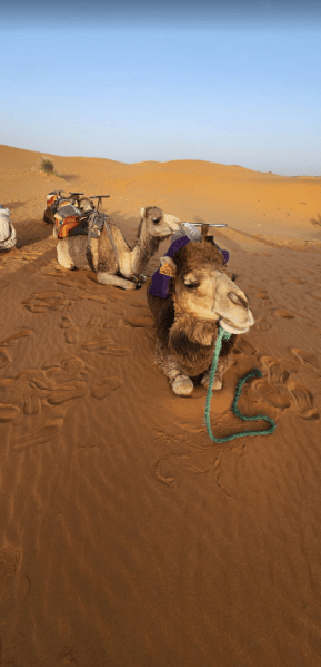 From Fes To Marrakech : 3 days Tour Via The Desert Of Merzouga | ®ExcursionMania - Image 3