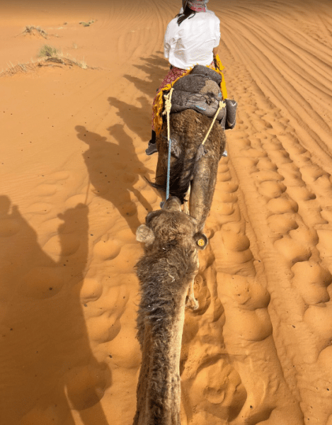 From Fes To Marrakech : 3 days Tour Via The Desert Of Merzouga | ®ExcursionMania