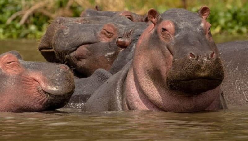 Nairobi National Park, Sheldrick Elephant, Giraffe Centre Tour | ®ExcursionMania - Image 2